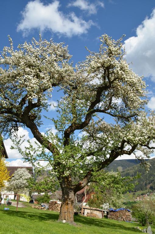 Pension Kirchbrugger Telfes im Stubai Εξωτερικό φωτογραφία